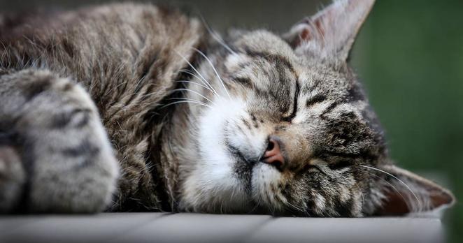 Ruhr-Uni Bochum: Katzenvideos für Forschungsprojekt gesucht
