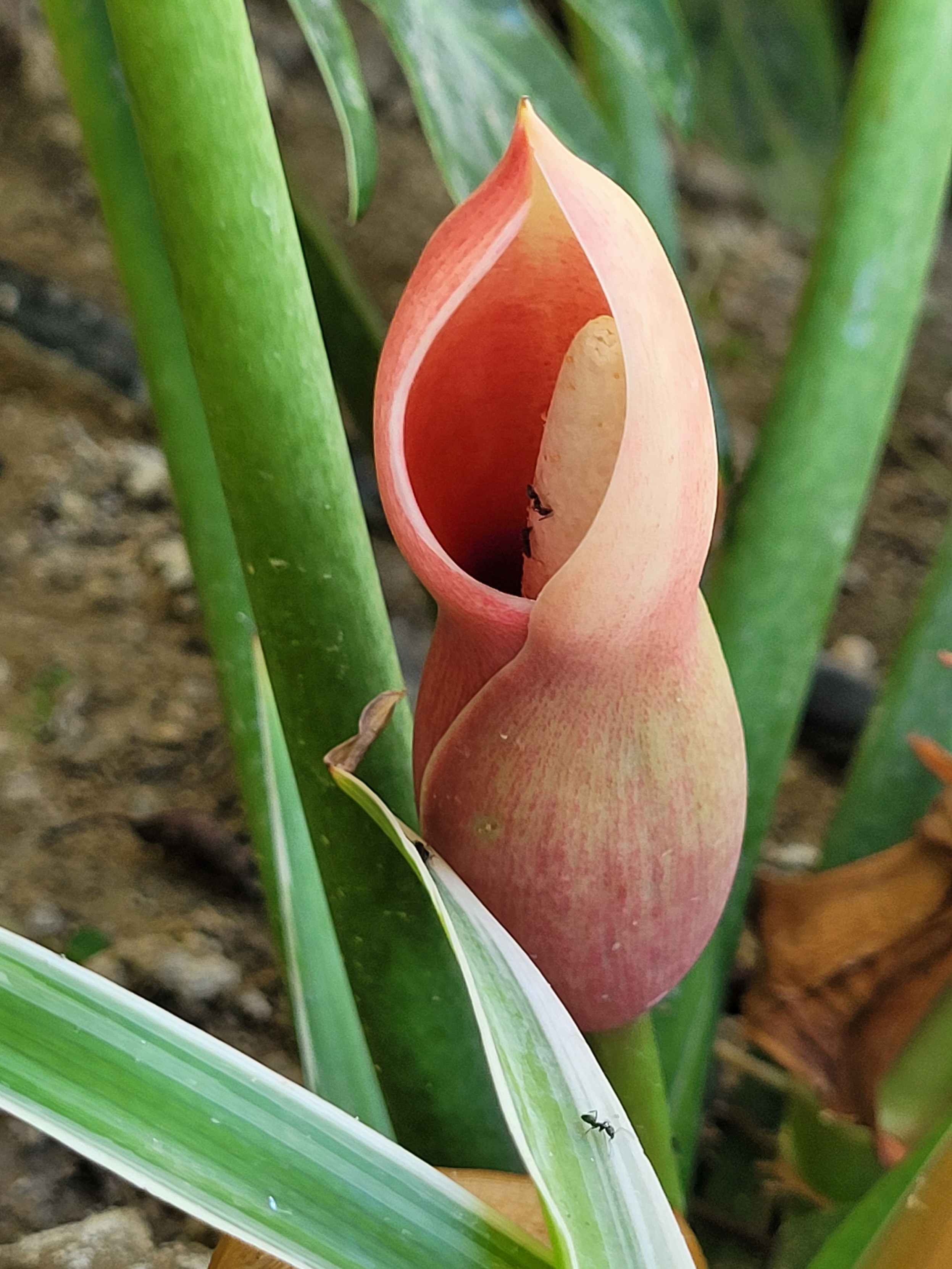 philodendron el choco red Philodendron El Choco Red – The Garden Corner main image 1
