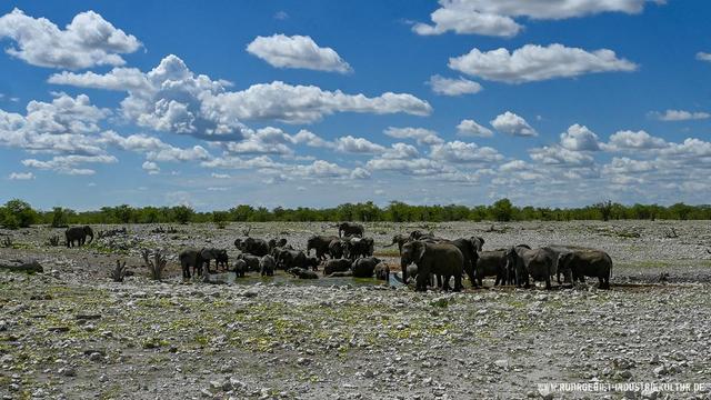 Eine große Gruppe afrikanischer Elefanten versammelt sich an einem natürlichen Wasserloch in der offenen, steinigen Landschaft des Etosha-Nationalparks in Namibia. Die Tiere, darunter auch mehrere Jungtiere, trinken, baden und stehen dicht beieinander im flachen Wasser. Der Himmel darüber ist von eindrucksvollen weißen Quellwolken durchzogen, die sich gegen das tiefe Blau des Himmels abheben. Im Hintergrund ist eine flache Baumlinie am Horizont zu sehen. 