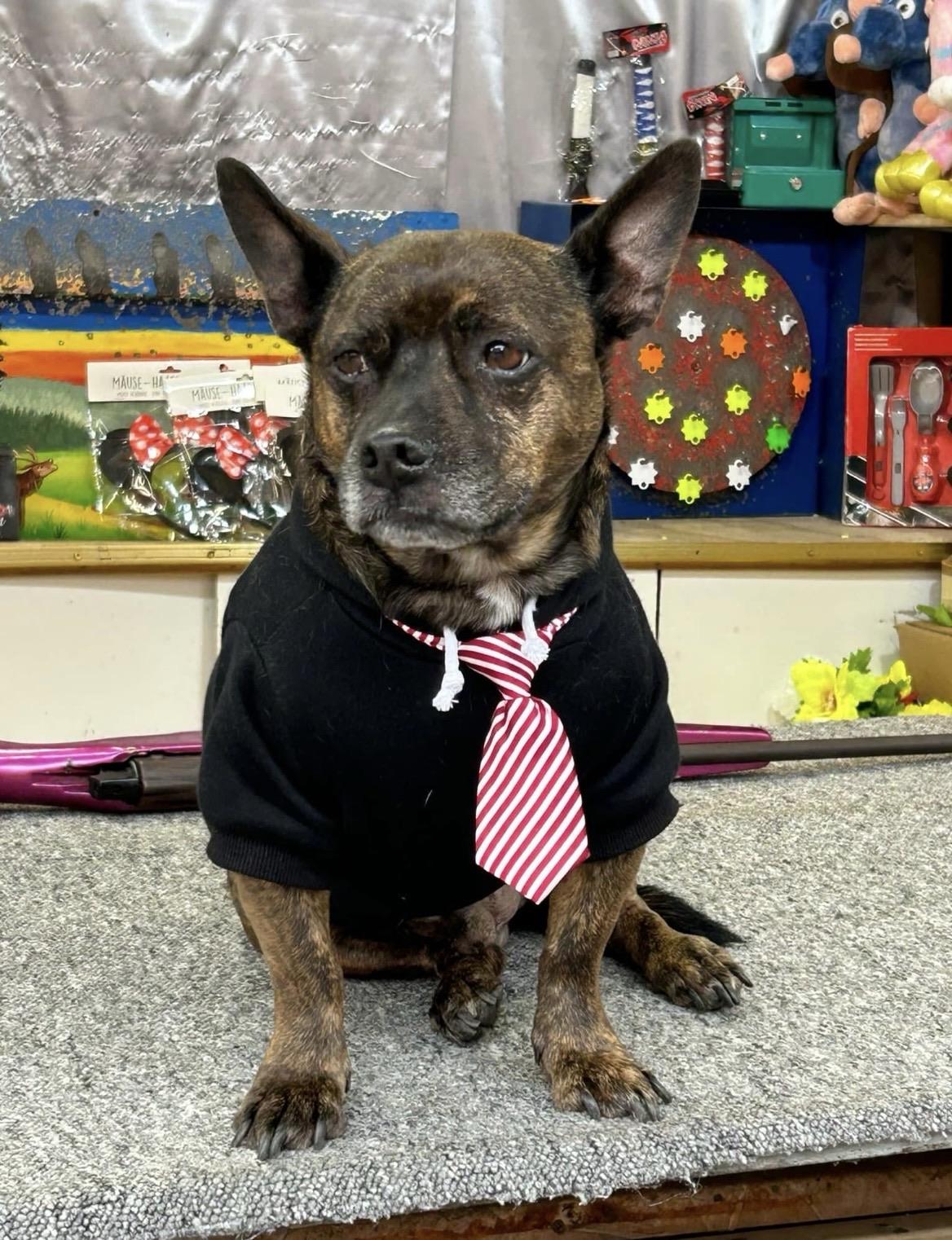A small, brown dog wearing a black hoodie and a striped red tie sits on a textured surface. In the background, colorful decorations and various items are visible.

Ein kleiner, brauner Hund, der einen schwarzen Hoodie und eine gestreifte rote Krawatte trägt, sitzt auf einer strukturierten Oberfläche. Im Hintergrund sind bunte Dekorationen und verschiedene Gegenstände zu sehen.