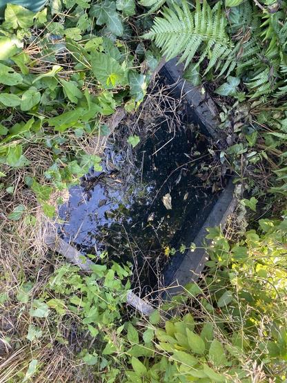 Ein Wasserschacht voll gelaufen mit Wasser drumherum, einiges am grünen