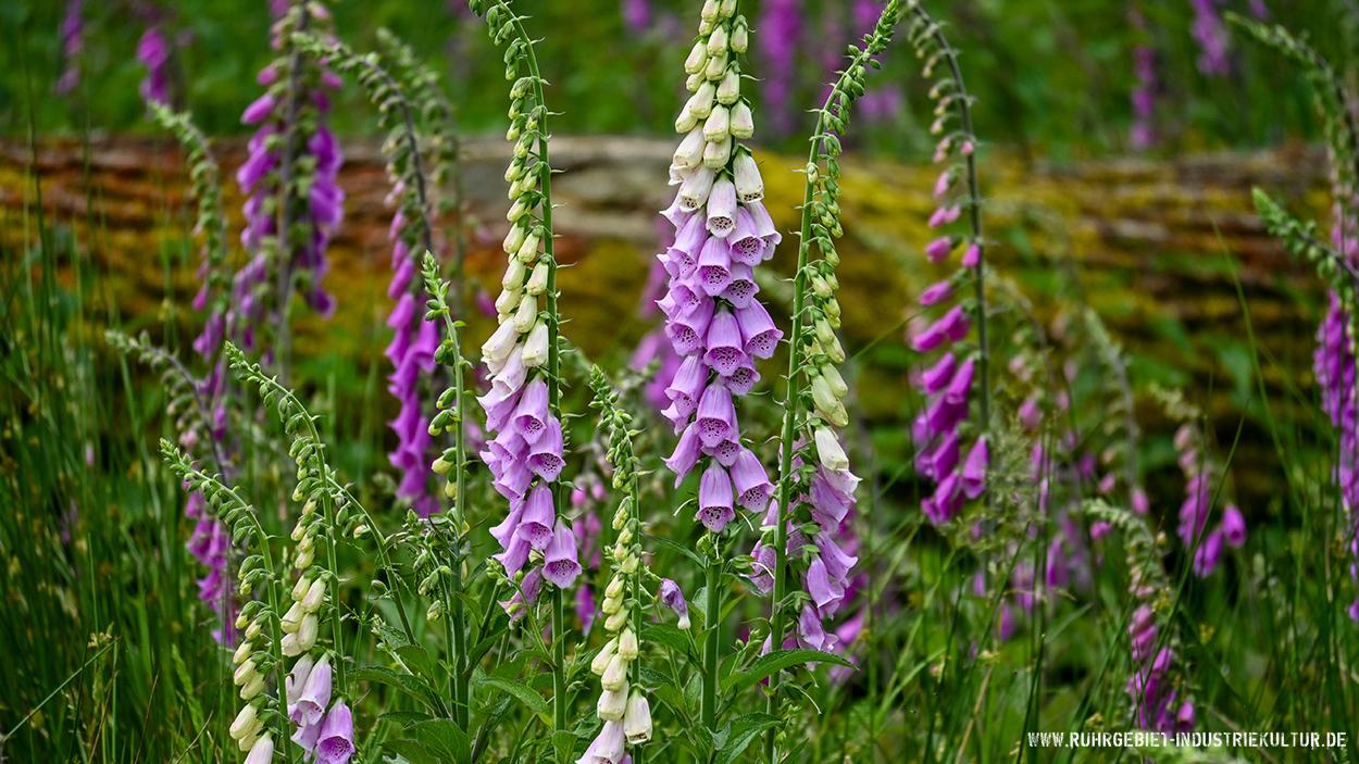 Mehrere Blüten von Digitalis bzw. Fingerhut in lila, pink und weiß vor einem bemoosten Baumstamm. Mehrere Blüten von Digitalis bzw. Fingerhut in lila, pink und weiß vor einem bemoosten Baumstamm.