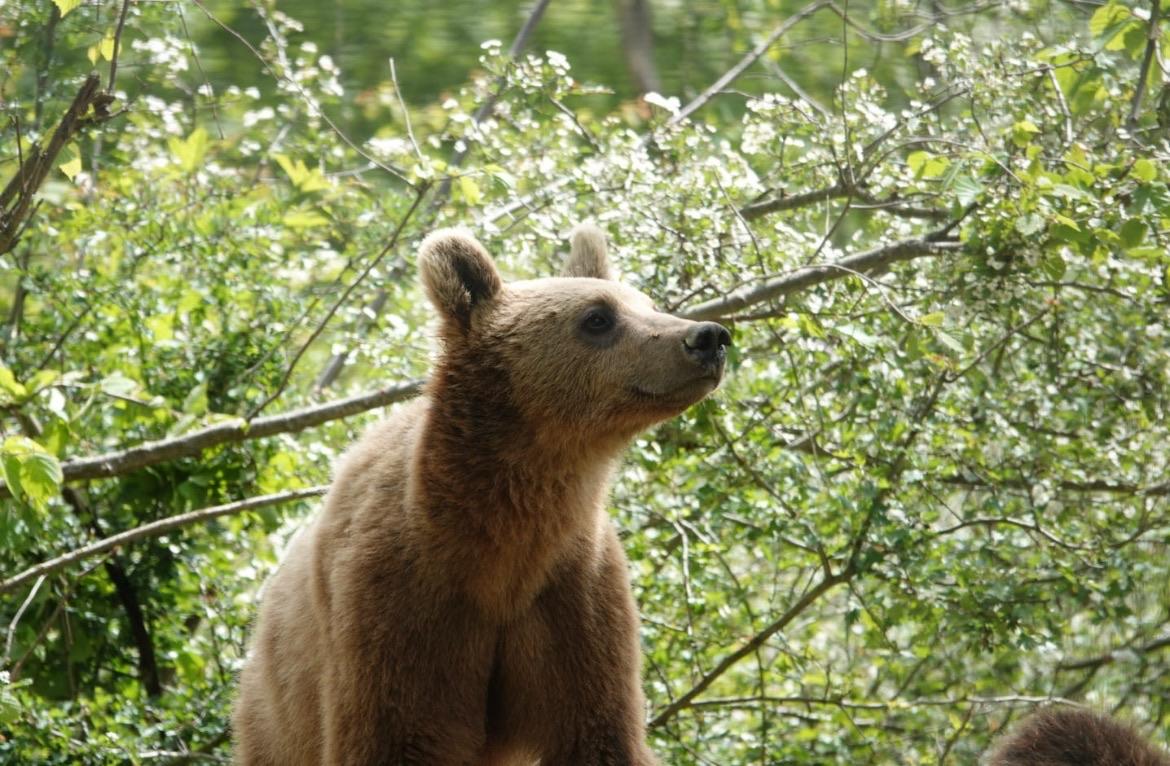 A brown bear is looking curiously toward the left, surrounded by greenery and branches with leaves.
Ein Braunbär schaut neugierig nach links, umgeben von Grün und Ästen mit Blättern. A brown bear is looking curiously toward the left, surrounded by greenery and branches with leaves.
Ein Braunbär schaut neugierig nach links, umgeben von Grün und Ästen mit Blättern.