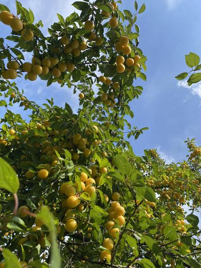 Foto eines Mirabellenbaumes, an welchem die Früchte hängen.