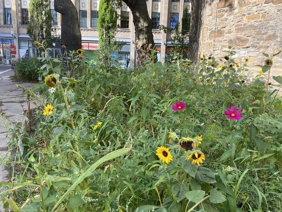 Eine Blumenwiese an einer Kirche.