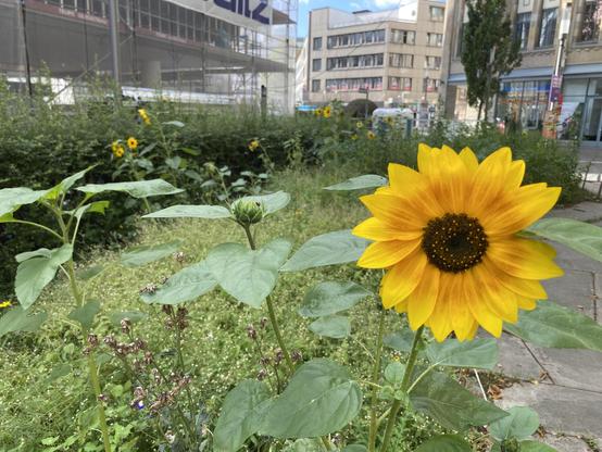 Eine Blumenwiese an einer Kirche. Eine Sonnenblume ist in Front der Kamera. Im Hintergrund eine Gebäude mit einem Baustellengerüst.