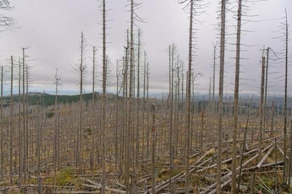 zahleiche abgestorbene Bäume. Im Hintergrund ein wenig grüner Wald.
Ein grauer Himmel gibt der Szenerie Trübnis.