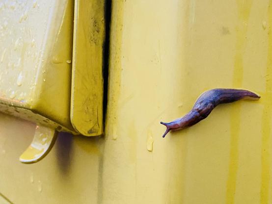 Eine Nacktschnecke auf einem gelben Briefkasten.