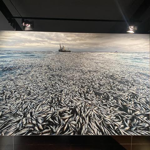 Eine große Meeresszene zeigt eine mit zahlreichen toten Fischen bedeckte Oberfläche, mit einem Fischerboot im Hintergrund. Der Himmel ist bewölkt und schafft eine düstere Atmosphäre.