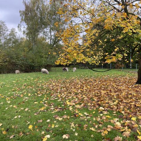 Eine Wiese mit Schafen , die grasen und Herbstgelbes Laub auf dem Boden