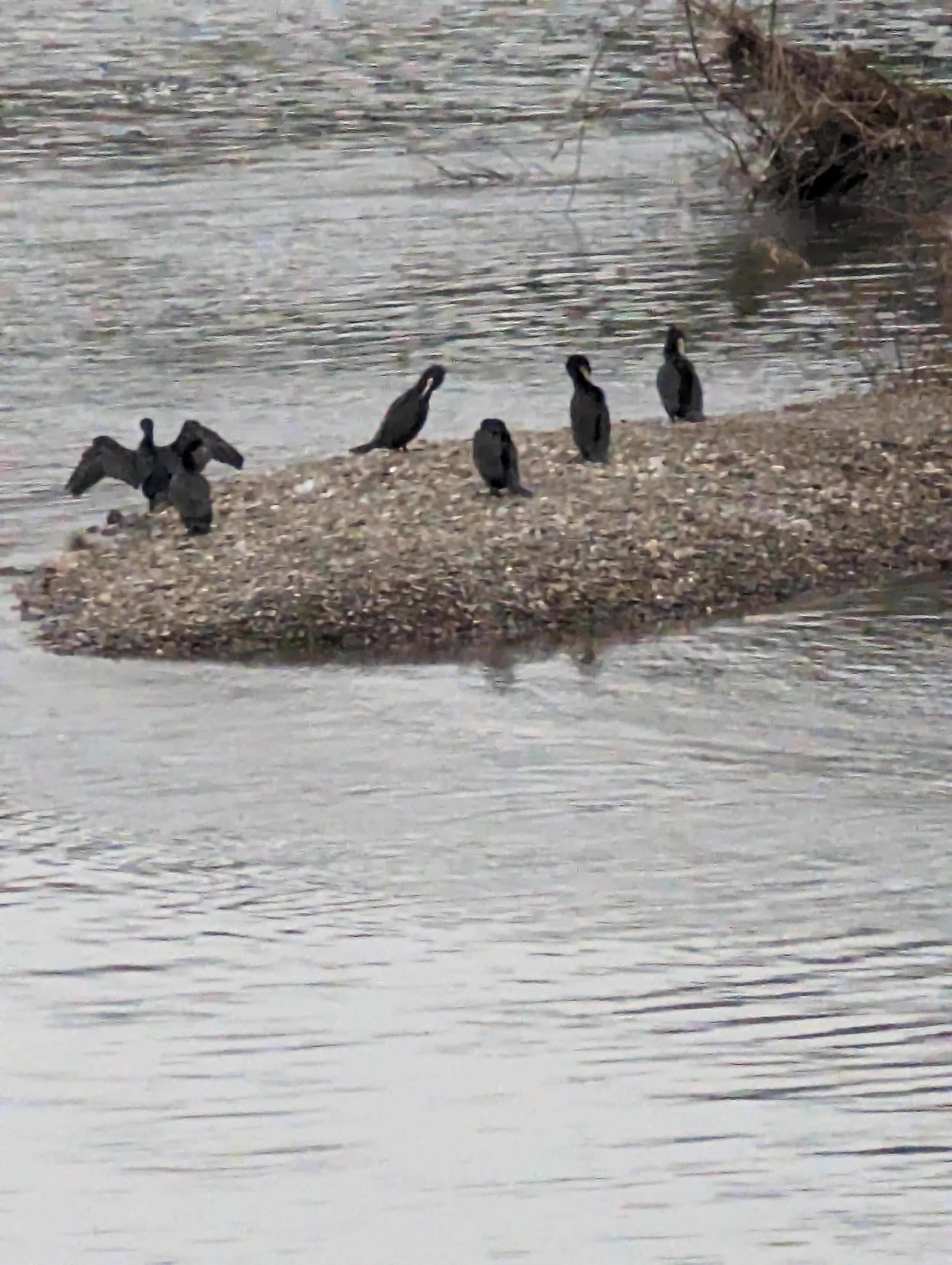 Eine Gruppe von 5 Kormoranen steht auf einer kleinen Kiesinsel im Fluss. Rechts hinter der Insel sieht man einen kahlen Strauch aus dem, stark bewegten, grauen Wasser ragen. 
Einer der Kormorane steht mit ausgebreiteten Flügeln links am Rand der Kiesinsel.