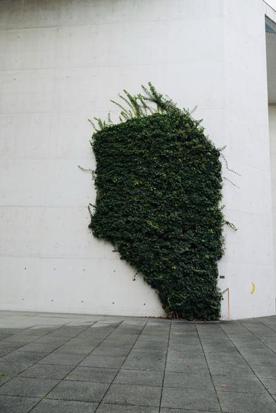 Eine grüne Efeupflanze wächst an einer Betonwand und bildet eine silhouettenartige Form. Der Hintergrund zeigt eine glatte, graue Betonoberfläche, und ein Teil des Efeus erstreckt sich nach unten, wobei eine kleine Bananenillustration an der Wand zu sehen ist.