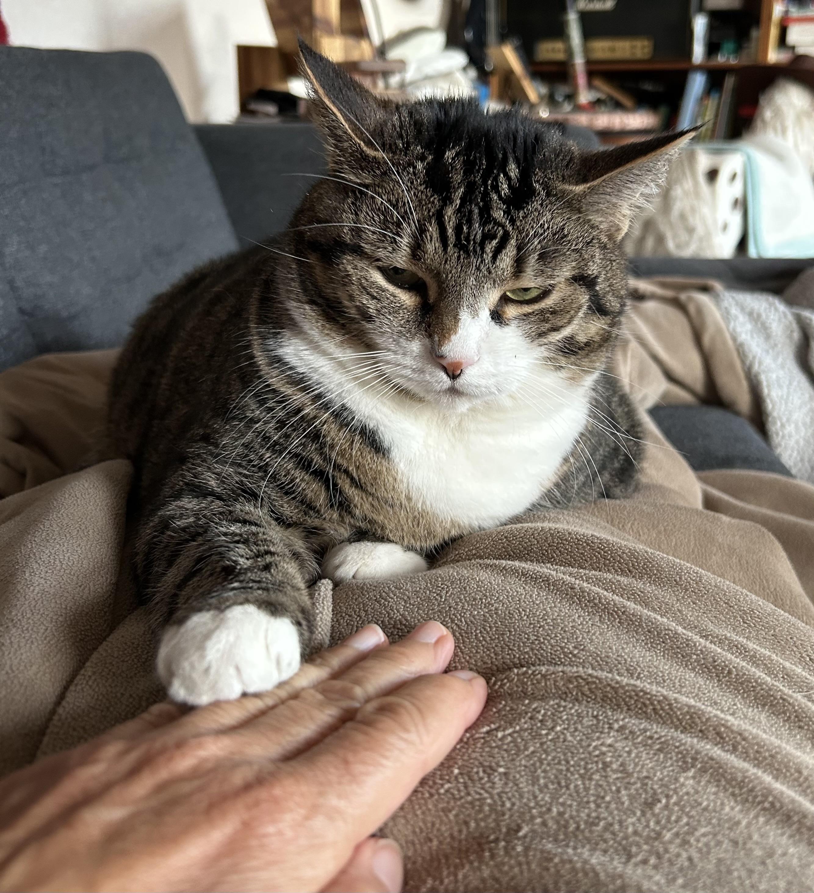 Eine Tabby-Katze ruht auf einer weichen Oberfläche und legt ihre Pfote sanft auf die Hand einer Person. Der Hintergrund zeigt eine gemütliche Innenumgebung mit einigen unscharfen Objekten.
A tabby cat is resting on a soft surface, placing its paw gently on a person's hand. The background shows a cozy indoor setting, with some blurred objects visible.
