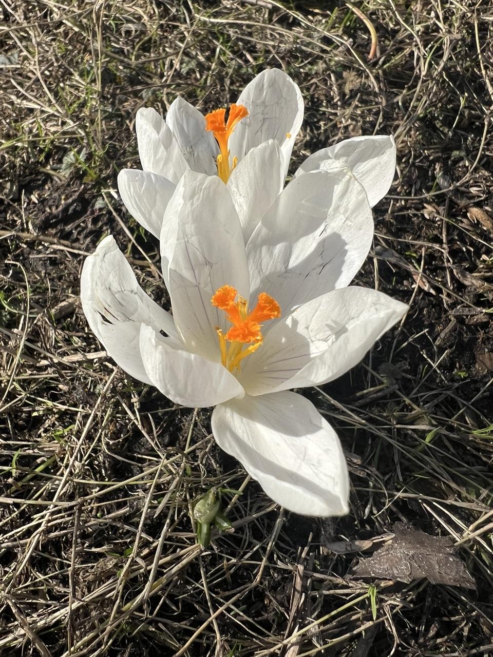 Zwei weiße geöffnete Krokusblüten mit orangefarbenen Stempeln