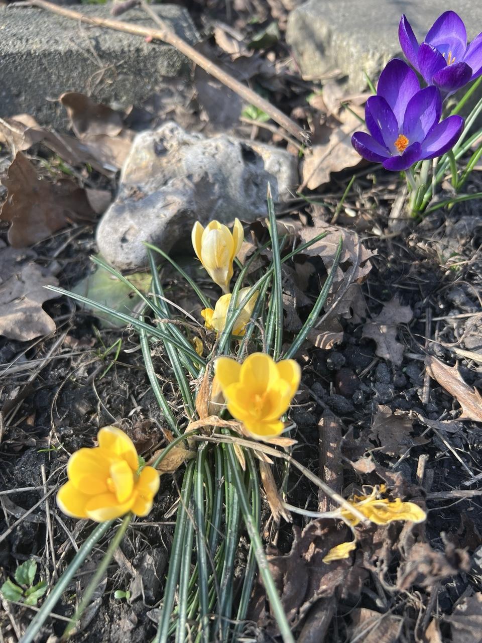 Ein paar gelbe Krokussblüten, zwei weitere in Lila am Bildrand