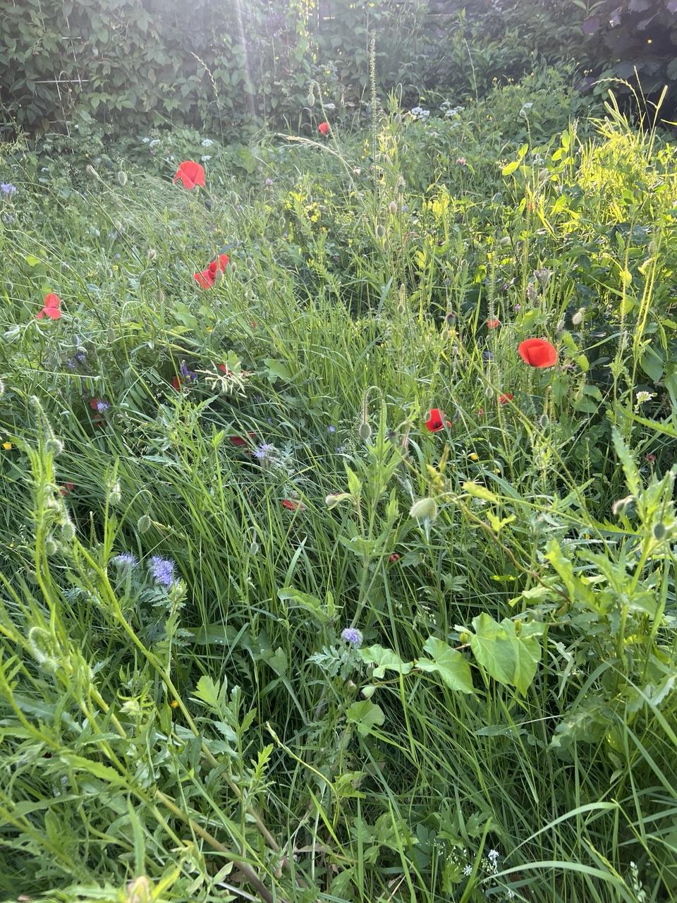 Blick auf die wilde Wiese mit roten Tupfern, die von Mohnblüten stammen. Daneben Büschelschön, Klee, Borretsch und viele Wildkräuter mehr