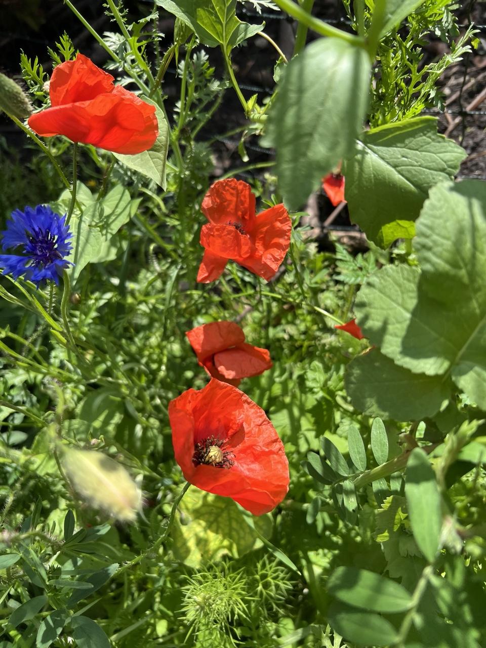 Blick auf zahlreiche rote Mohnblüten und viel viel Grün, am Rand eine Blaue Kornblume