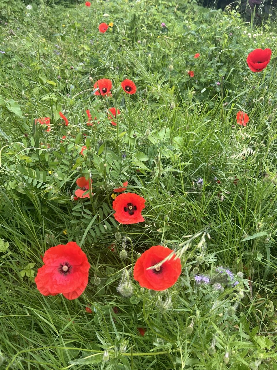 Blick auf eine Wiese mit unzähligen roten Mohnblüten und unterschiedlichen Gräsern und Wildkräutern