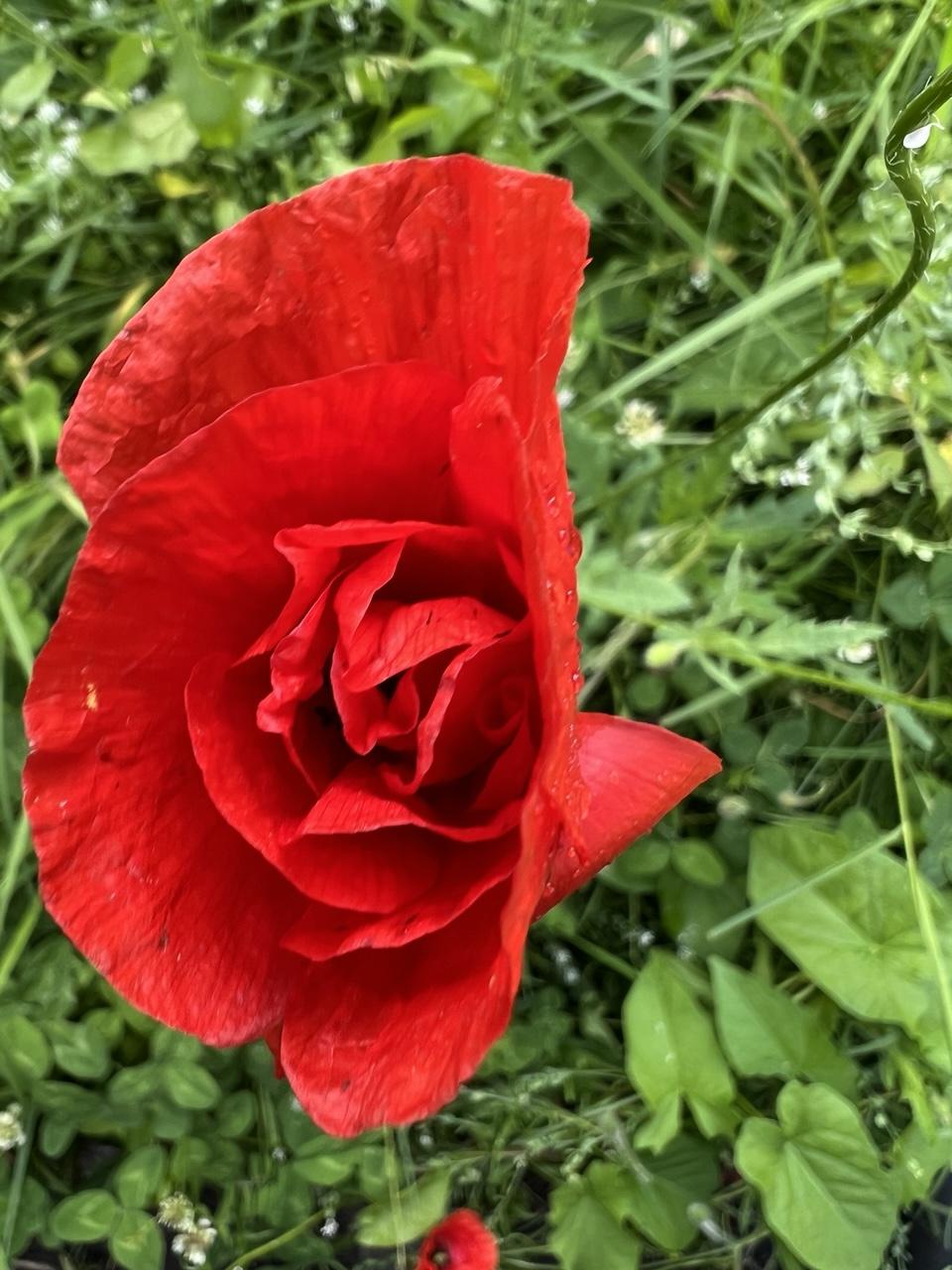 Wie eine Rose sieht die rote Klatschmohnblüte aus, da die Blütenblätter mehrlagig wachsen