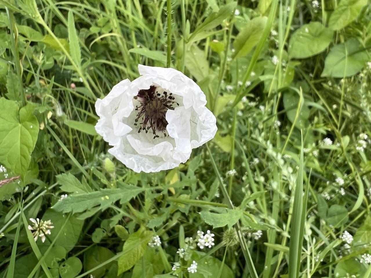 Eine kleine weiße Mohnblüte umgeben von Wildkräutern und noch kleineren weißen Blüten von Kresse und Klee