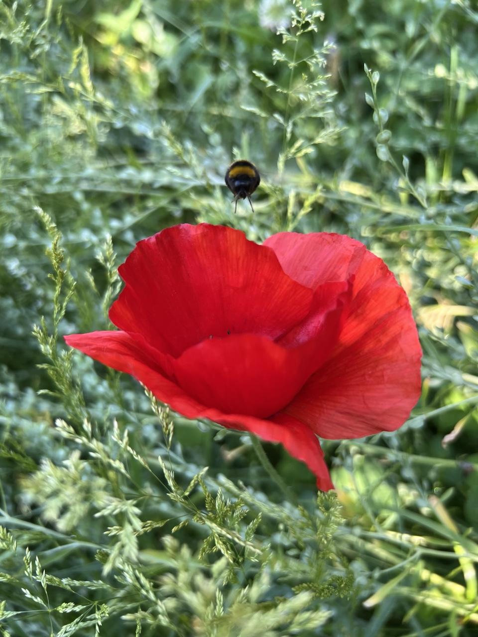 Rote Klatschmohnblüte mit Hummel im Anflug, drumherum unscharf Wildkräuter und Kresse