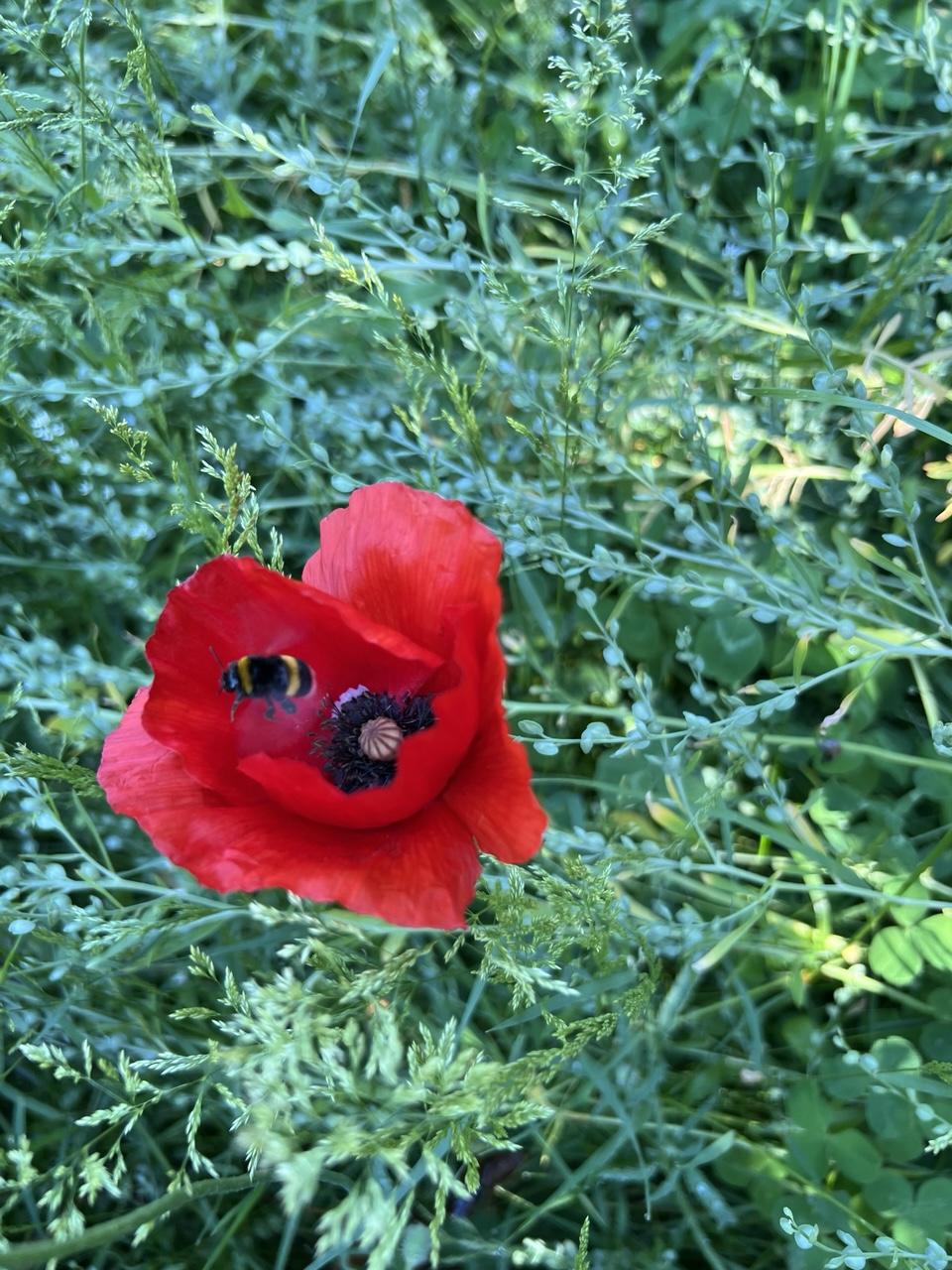 Rote Klatschmohnblüte mit Hummel im Abflug vor grünen Wildkräutern und Kresse