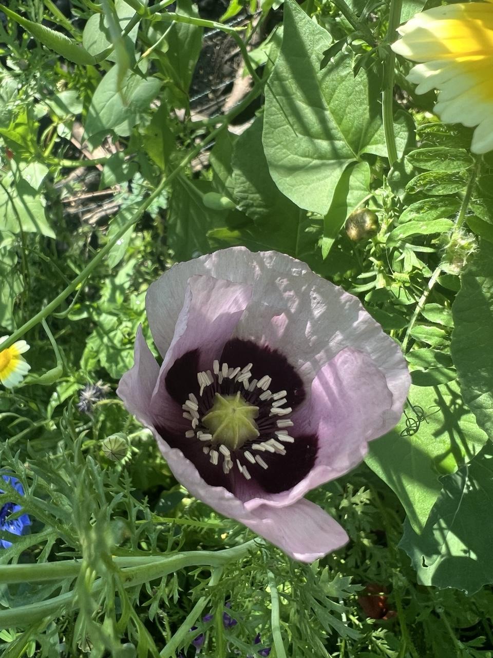 Zart lilafarbene Mohnblüte mit violettem Inneren umgeben von Wildkräutern und diversen Blüten
