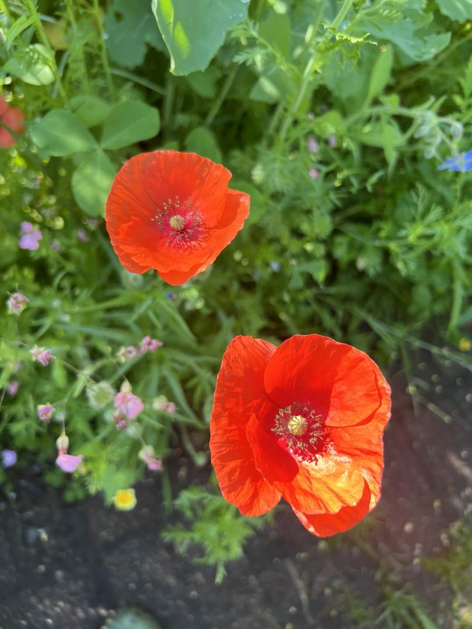Zwei hellrote Klatschmohnblüten von der Sonne angestrahlt
