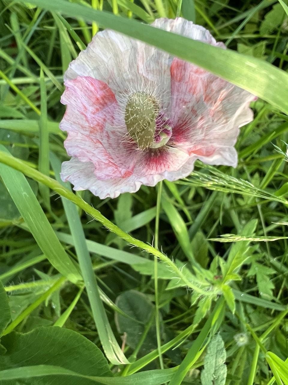 Hellrosa Mohnblüte umgeben von Grün