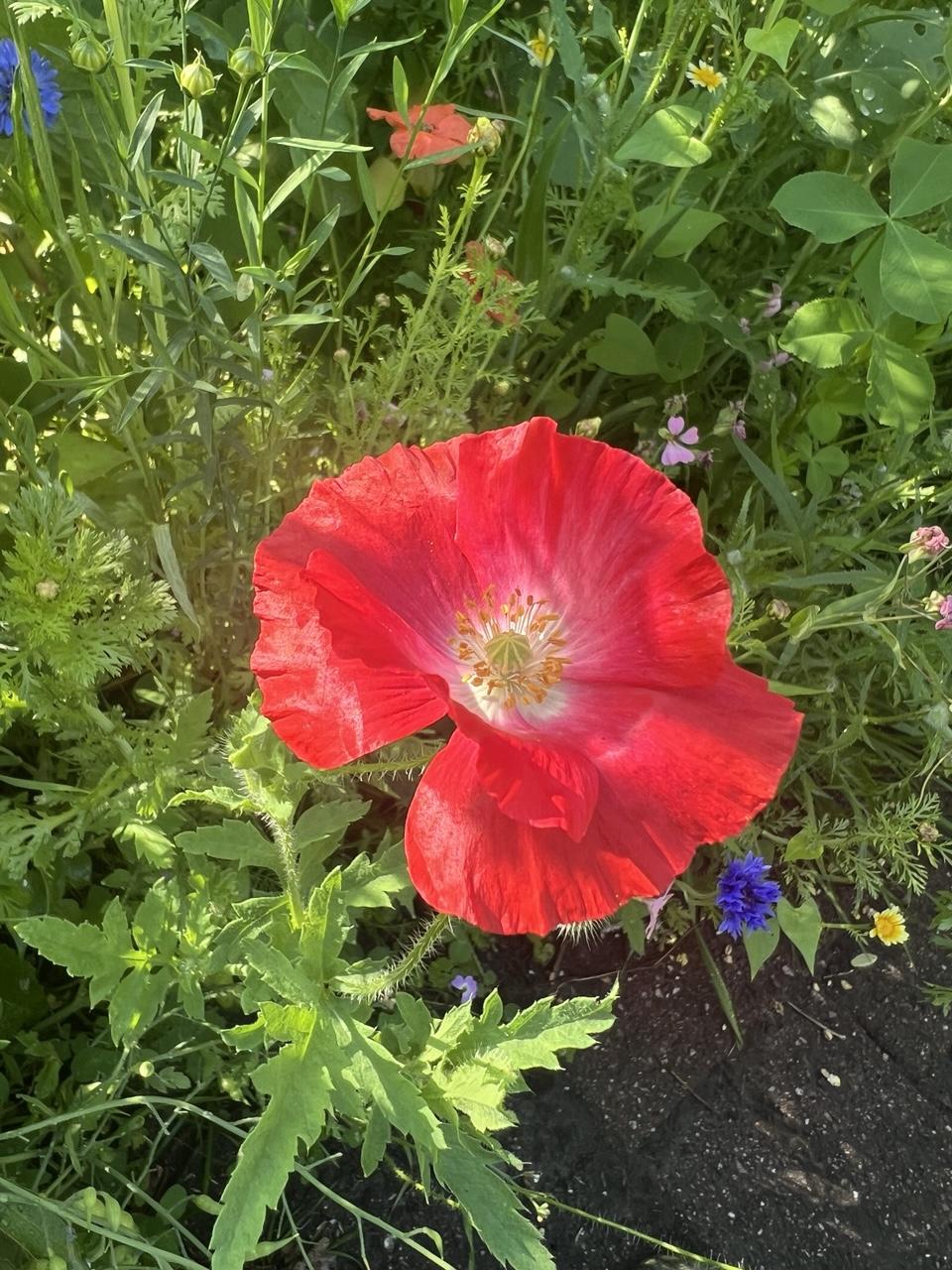 Flach geöffnete rote Klatschmohnblüte am Wegesrand der Wiese