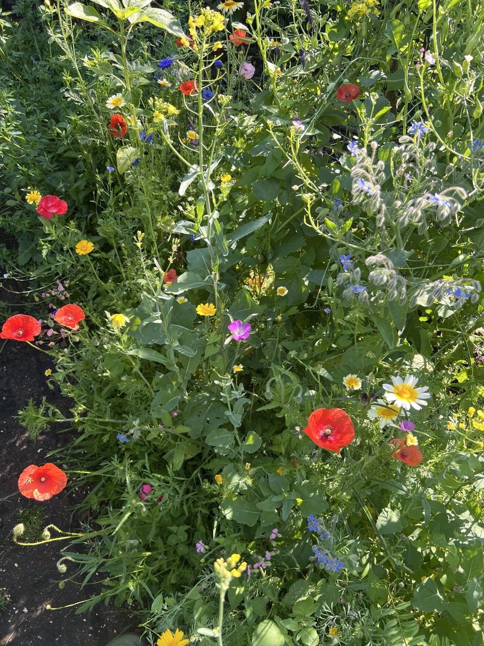 Blick auf unzählige blühende Pflanzen im Gelb, rot, blau. Kohl, Mohn, Kornblumen, Borretsch und vieles mehr