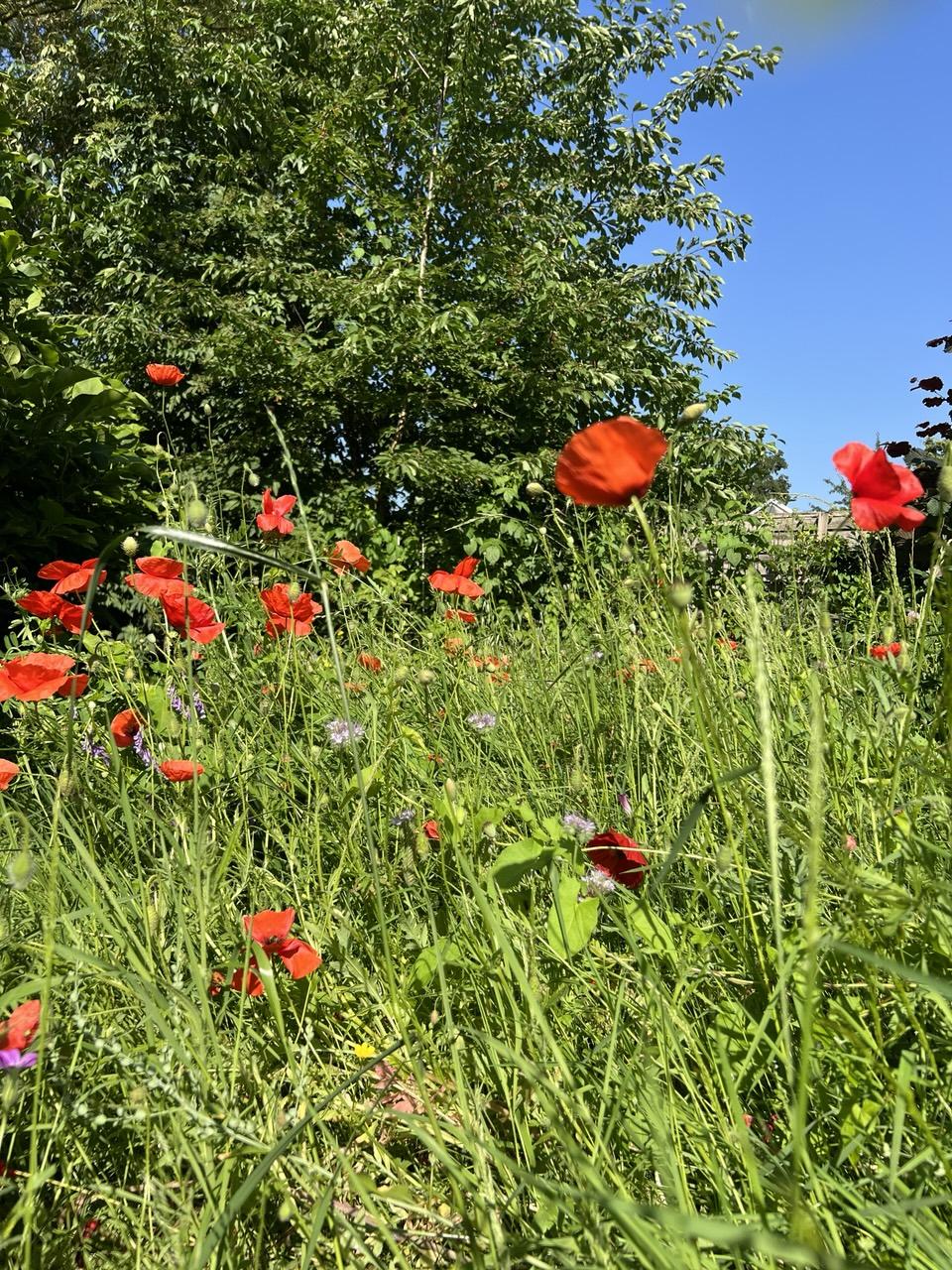 Blick auf rote Mohnblüten vor blauem Himmel umgeben von verschiedenen Wildkräutern