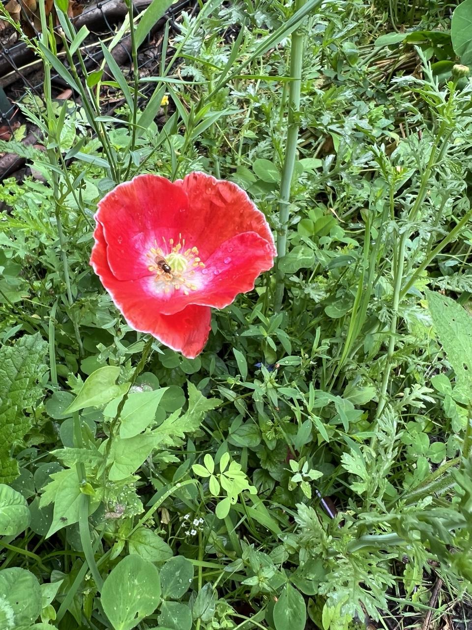 Rote Klatschmohnblüte weiß gerändert in mit kleiner Wildbiene umgeben von sattem Grün der Wildkräuter