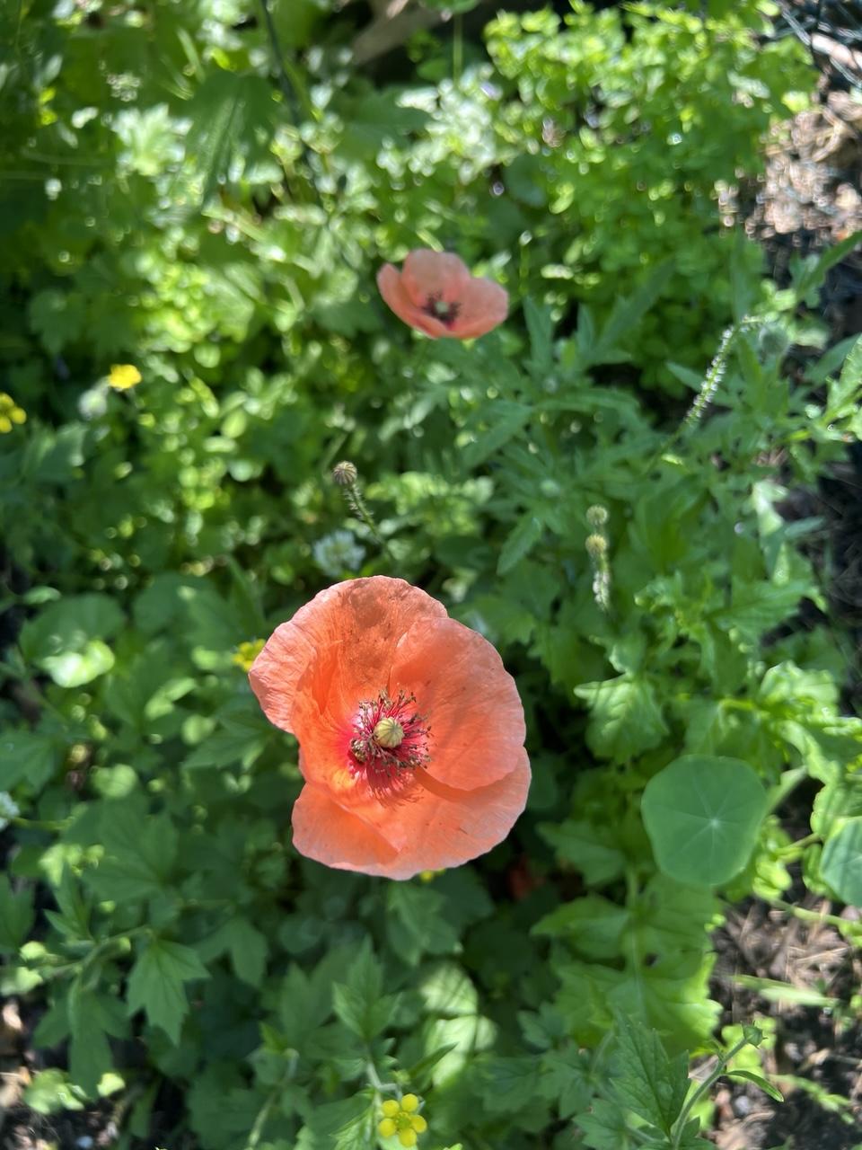 Lachsfarbene Klatschmohnblüte im Schatten mit kleinen Sonnensprenkseln umgeben von Grün. Im Hintergrund eine zweite Blüte