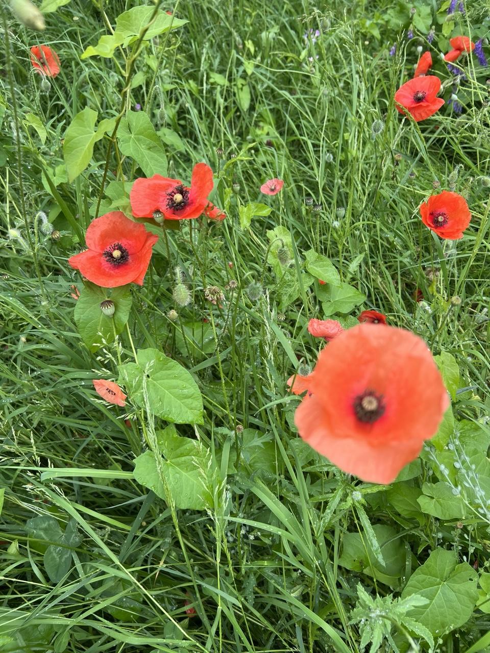 Blick auf einen Teil des  Klatschmohnfelds auf der Wildwiese mit zahlreichen roten Blüten
