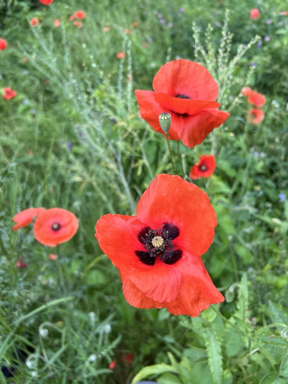 Blick auf einen Teil des  Klatschmohnfelds auf der Wildwiese mit zahlreichen roten Blüten. Im Vordergrund blickt eine Blüte direkt in die Kamera