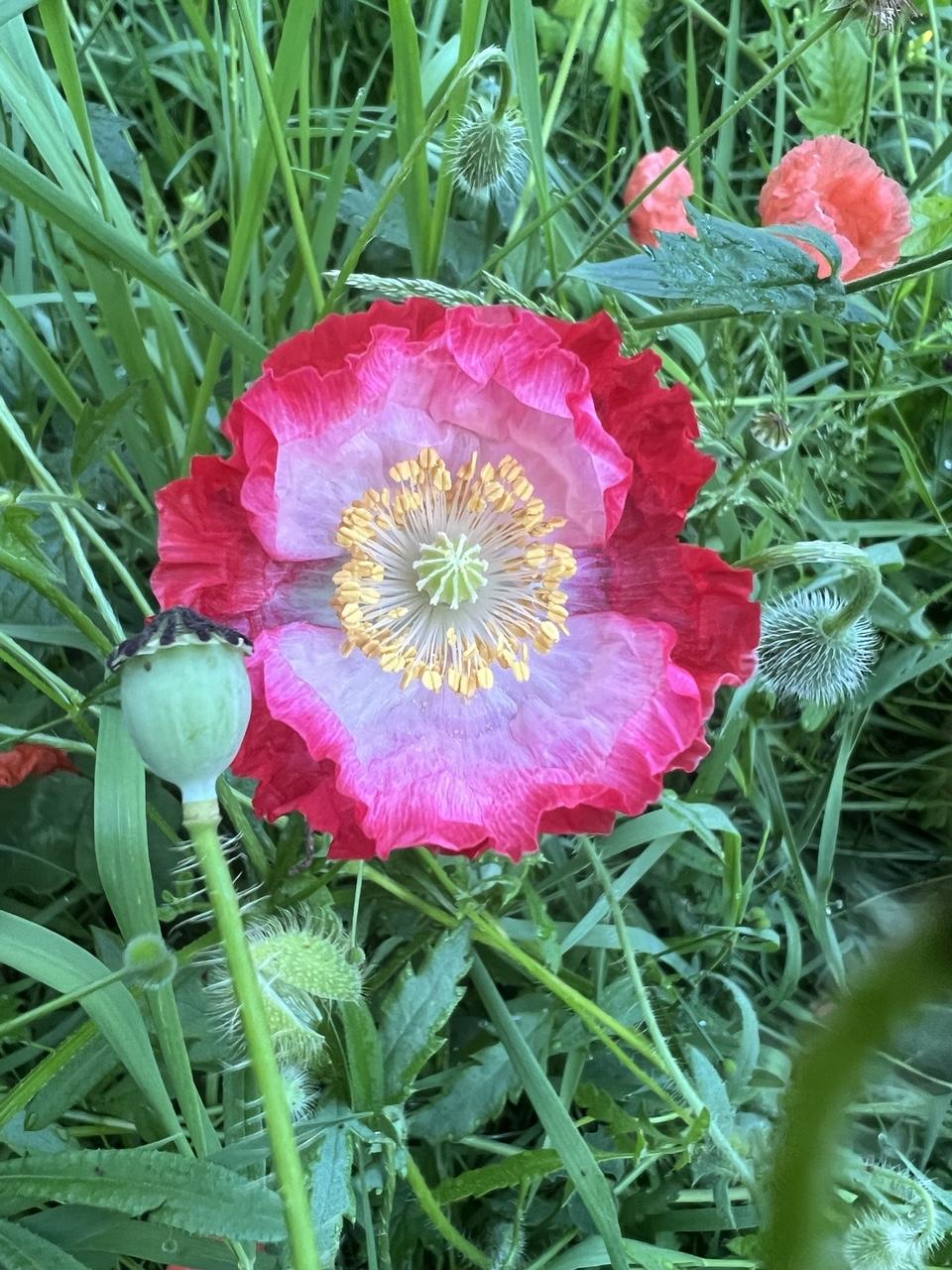 Die schönste Blüte, doppelreihige Blütenblätter in knittrigem Look, innen weiß und hellrosa mit gelbem Stempel, außen kräftig rot. Umgeben ist die Klatschmohnblüte von wild wachsendem Grpn