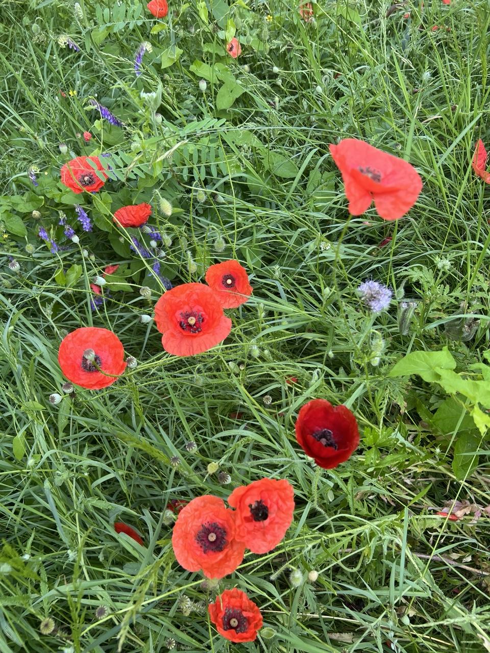 Blick auf eine Wiese mit zahlreichen roten Mohnblüten. Alle mohnrot bis auf eine sehr dunkelrote.