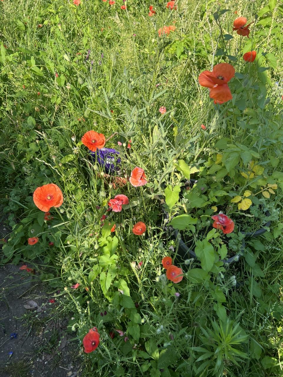 Blick auf die Wildwiese mit zahlreichen Mohnblüten. Die Fotografin als Schatten mit im Bild