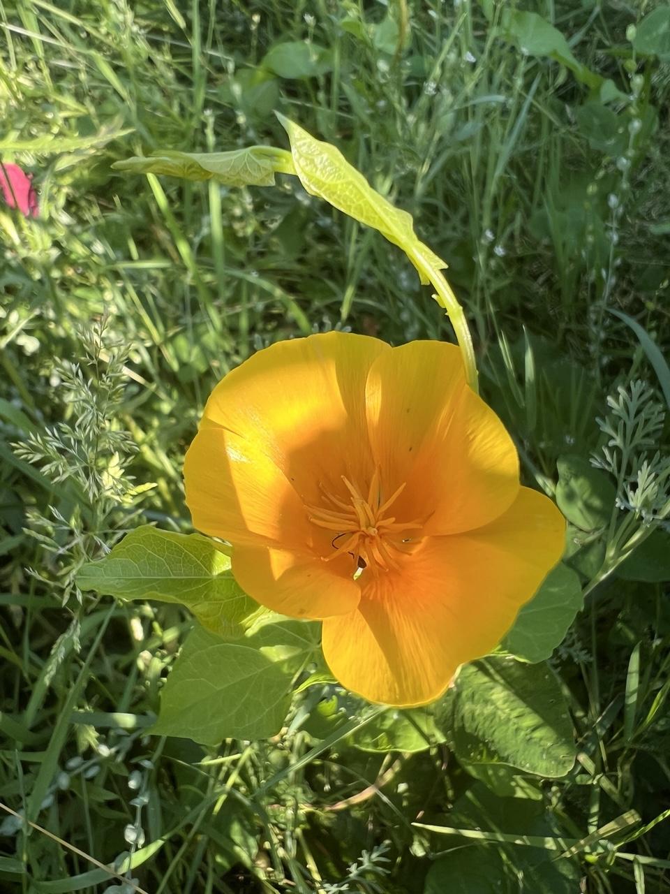 Gelber kalifornischer Mohn, drumherum grüne Wiese