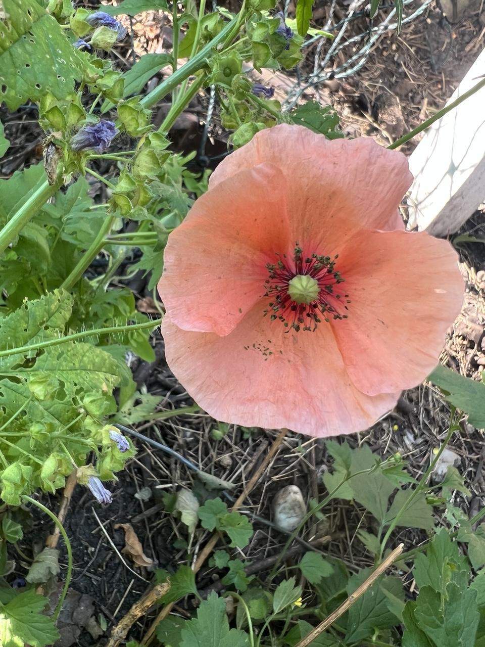 Lachsfarbene Klatschmohnblüte, Weidezaun und Malvenblätter