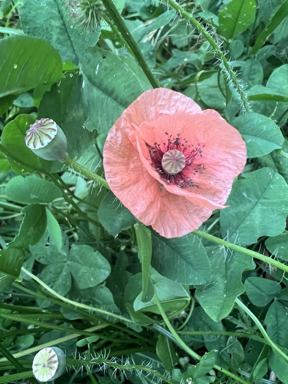 Blassrosa-farbene Klatschmohnblüte umgeben von Klee-Grün und Mohnsamenschotem