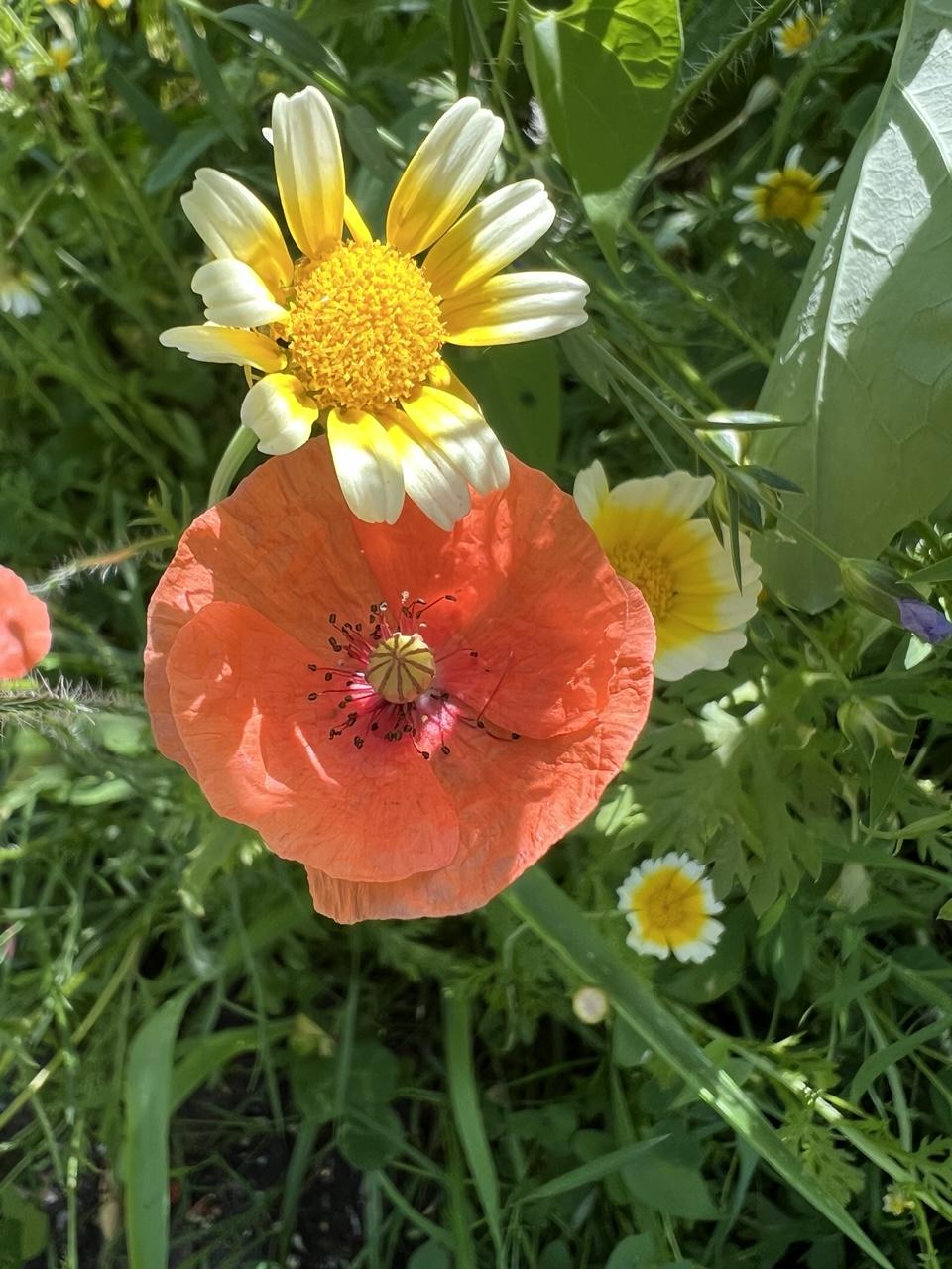 Eine rote Klatschmohnblüte umgeben von drei weiß-gelben Blüten und ganz viel Grün