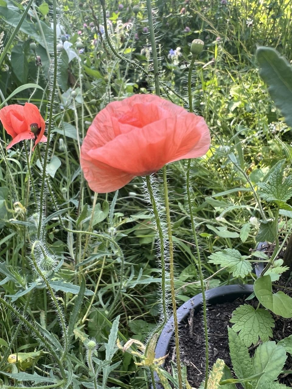 Zwei Mohnblüten auf hoher Wiese