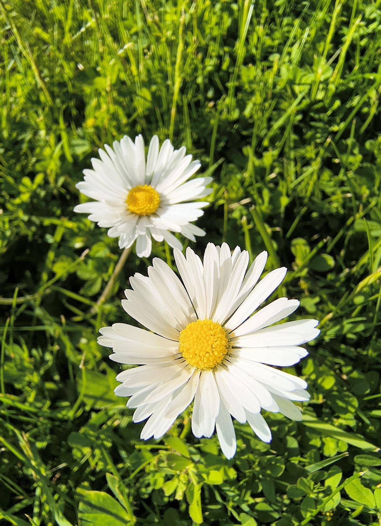On a lush green meadow, two daisies grow side by side; the one in the foreground is slightly larger than the one behind it. Both are in full, vibrant bloom, with their many narrow white petals overlapping one another – resembling a ballet skirt – and a beautiful, soft, spherical yellow centre. 

Auf einer saftig grünen Wiese wachsen zwei Gänseblümchen nebeneinander, das vordere etwas größer als das hintere, beide in leuchtend voller Blüte mit den vielen weißen schmalen übereinanderlappenden Blütenblättern, einem Ballettröckchen ähnlich, und dem schönen gelben kugeligen weichen Punkt in der Mitte.