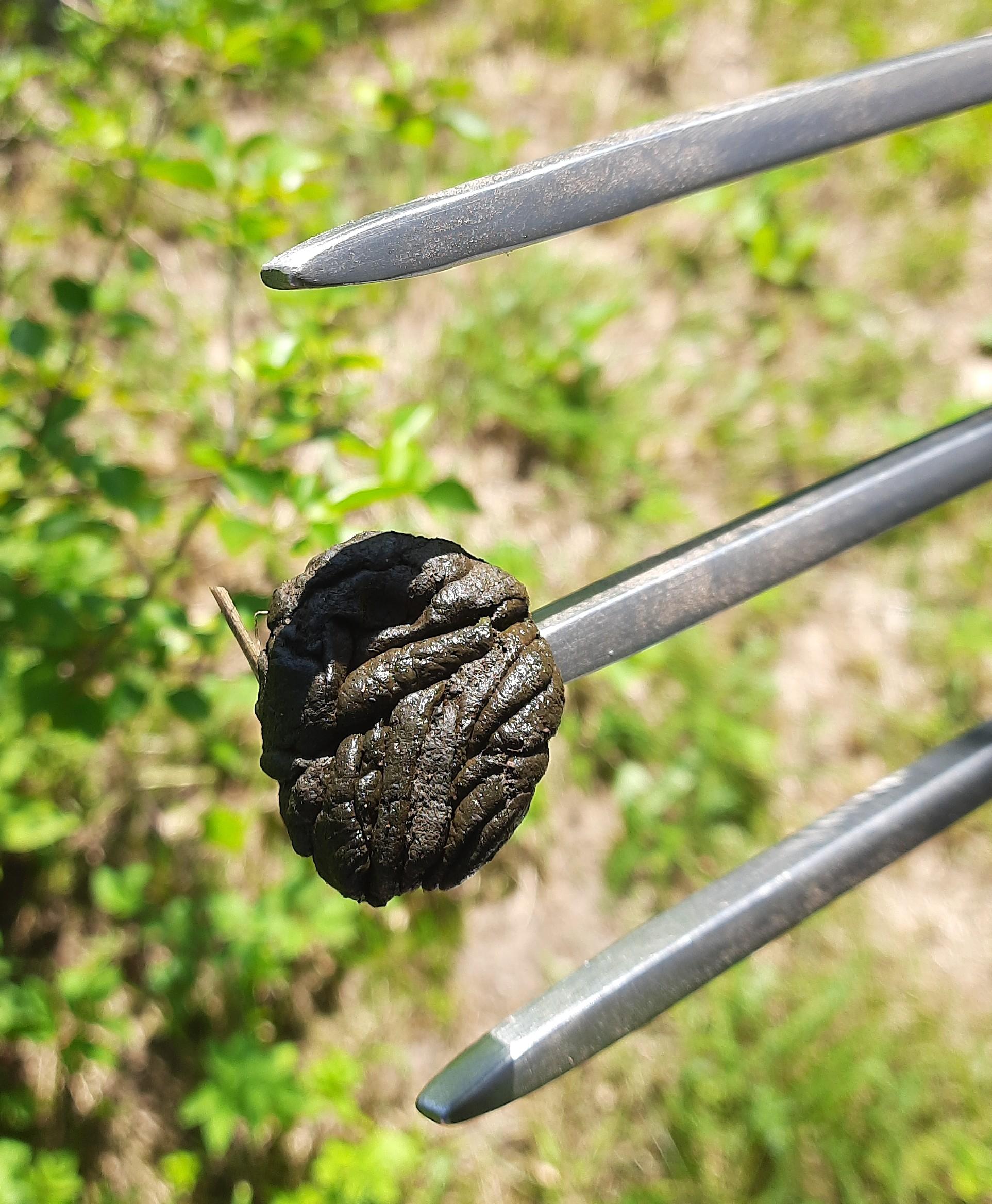 Drei Zinken einer Forke vor Rasen im Hintergrund. Auf der mittleren Zinke ist die Hinterlassenschaft eines Tieres aufgespießt. Die Tierkacke ist dunkelgrün, etwas eiförmig und etwa so groß wie ein Tennisball. Die Oberfläche ist gewellt, so als ob es zusammengehalten kleinerer Würste gewesen sind.