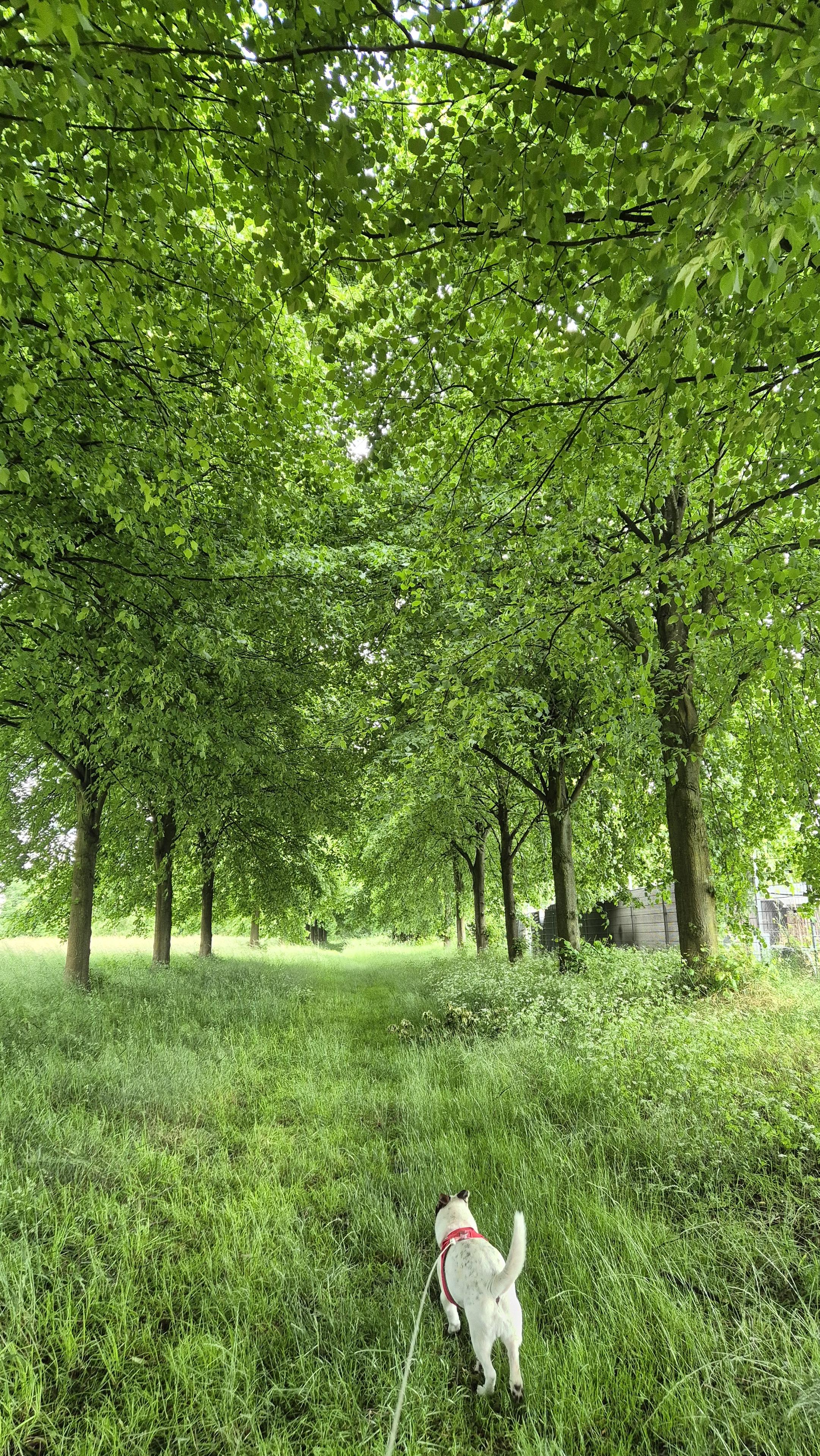 Allee, alles ist grün.
