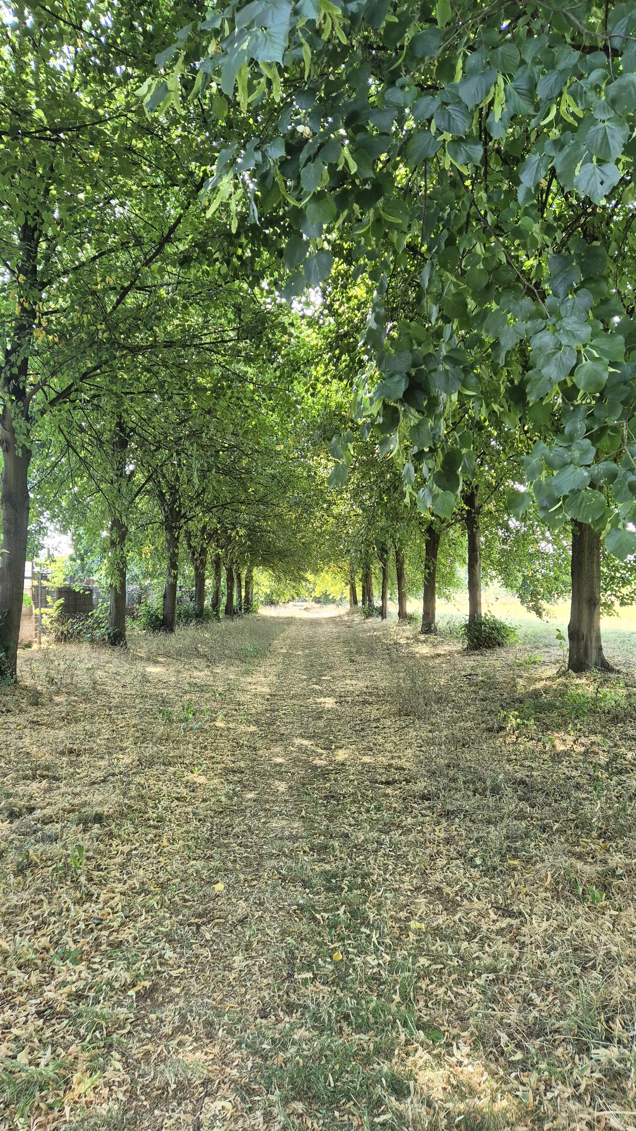 Allee, der Boden ist braun.