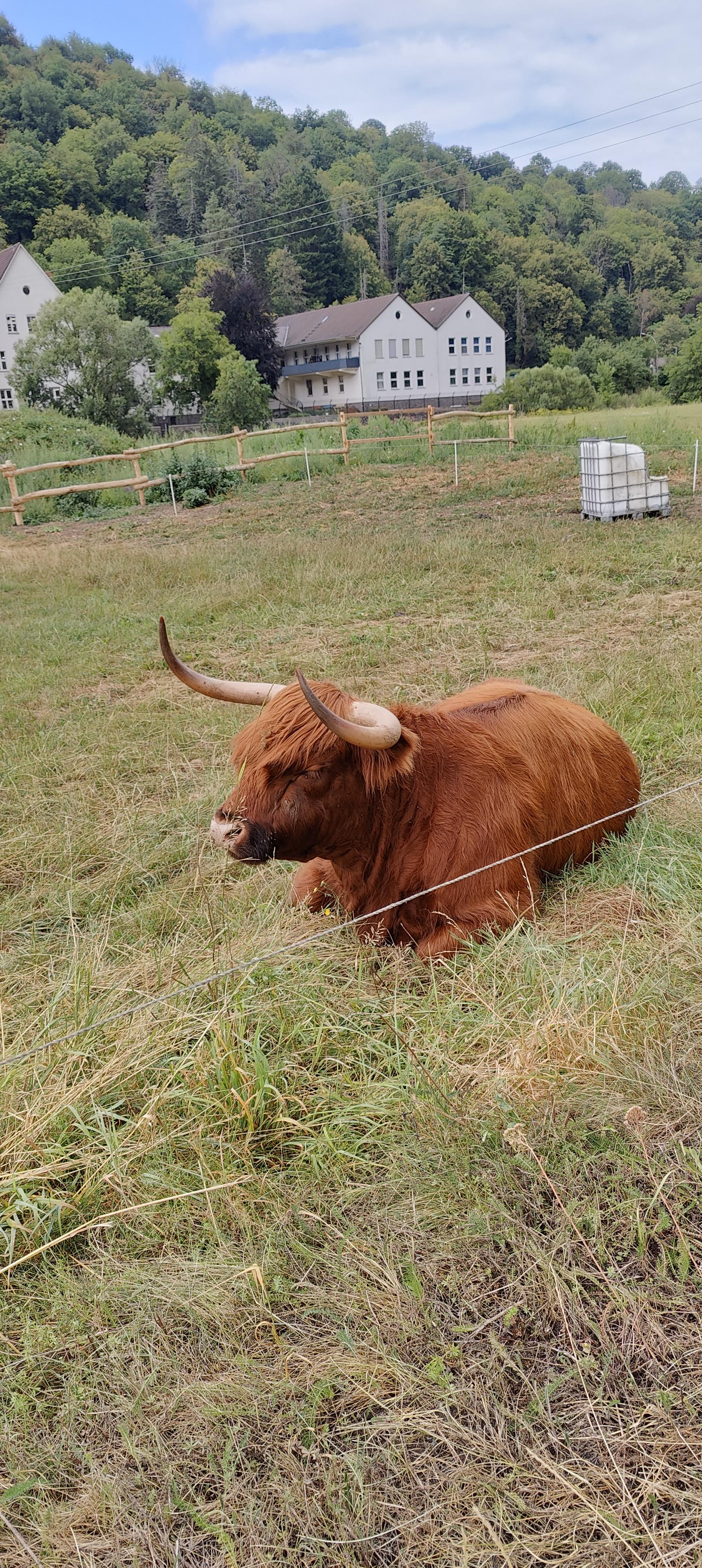 Ein braunes schottisches Hochlandrind mit sehr breiten Hörnern liegt gemütlich auf einer Wiese sehr nahe am Weg
