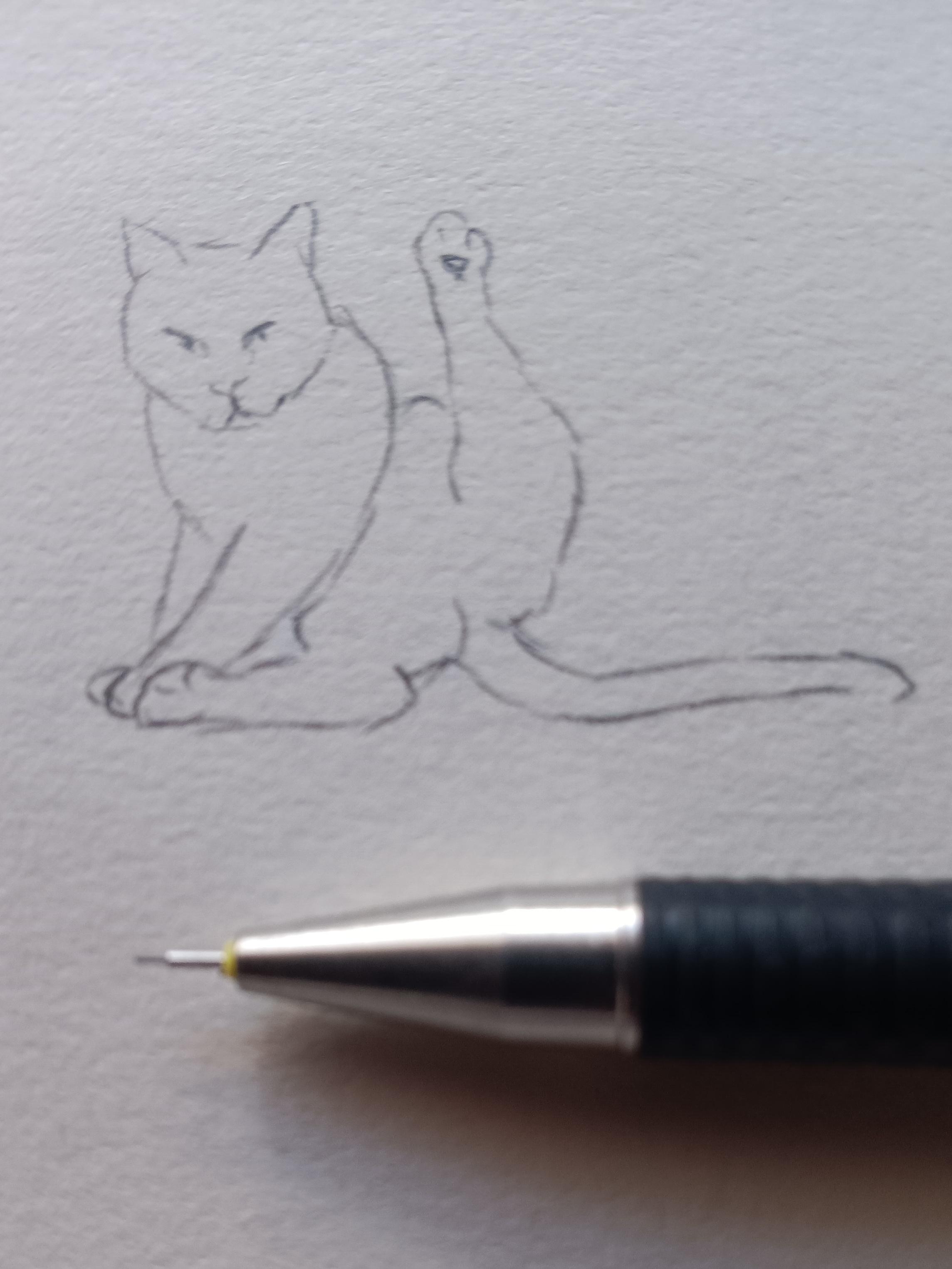 Zeichnung: Katze, ein Hinterbein in die Luft gestreckt, beim Putzen gestört